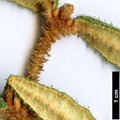 SpeciesSub: var. angustifolia